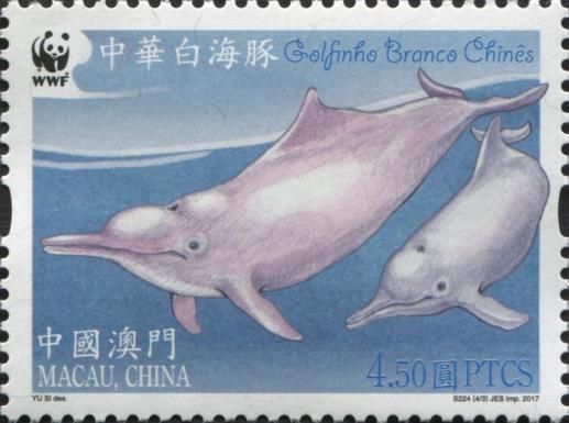 Indo-Pacific Humpback Dolphin (Sousa chinensis)