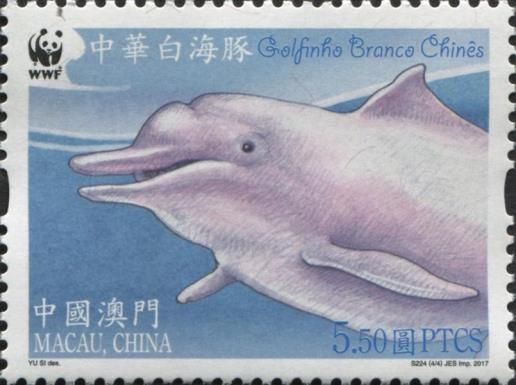 Indo-Pacific Humpback Dolphin (Sousa chinensis)