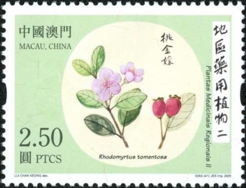 Rose Myrtle (Rhodomyrtus tomentosa)