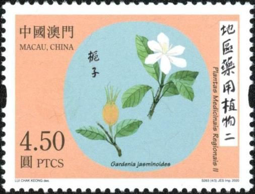 Cape Jasmine (Gardenia jasminoides)