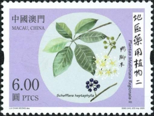 Ivy Tree (Schefflera heptaphylla)