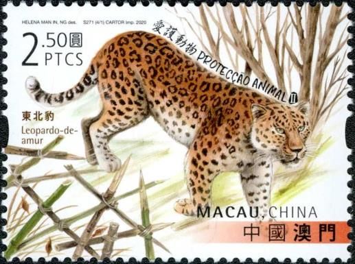 Amur Leopard (Panthera pardus orientalis)