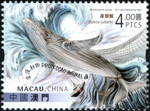 Humpback Whale (Megaptera novaeangliae)
