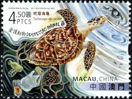 Hawksbill Turtle (Eretmochelys imbricata)