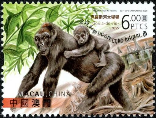Cross River Gorilla (Gorilla gorilla diehli)