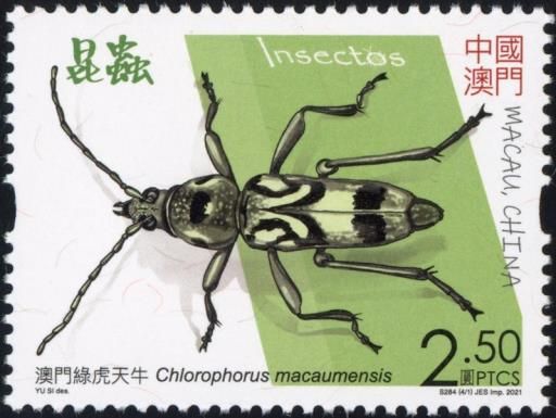 Chlorophorus macaumensis