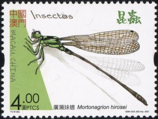 Mortonagrion hirosei