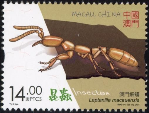Leptanilla macauensis