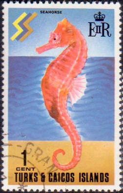Lined Seahorse (Hippocampus erectus)