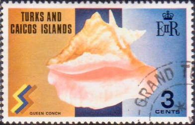 Queen Conch (Lobatus gigas)
