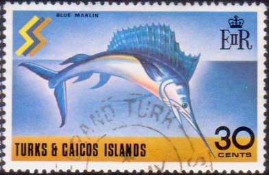 Indo-pacific Sailfish (Istiophorus platypterus)