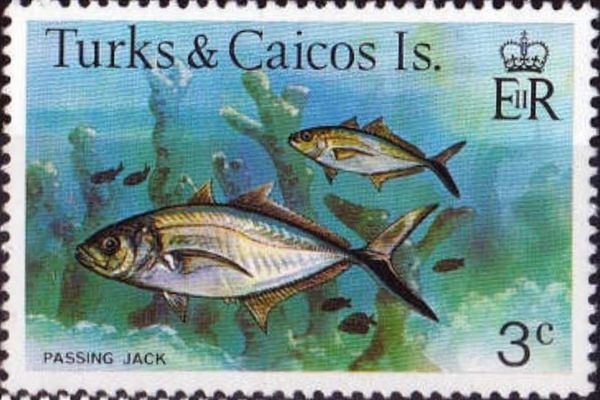 Passing Jack (Caranx ruber)