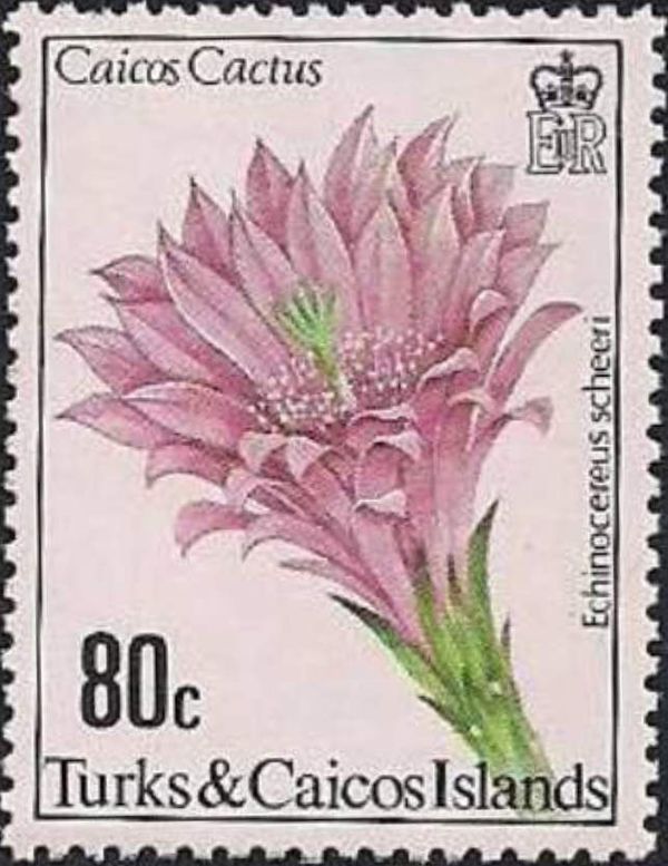 Echinocereus scheeri