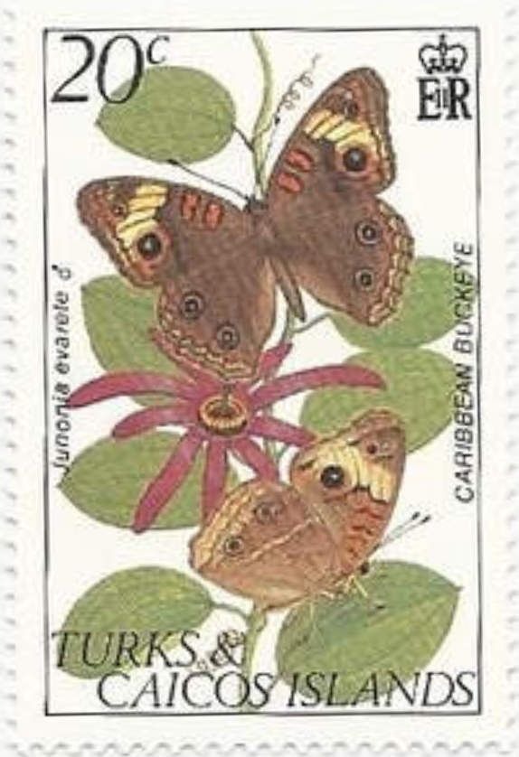 Caribbean Buckeye (Junonia evarete)