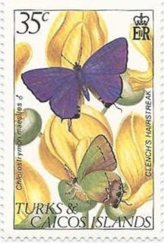 Amethyst Hairstreak (Chlorostrymon maesites)