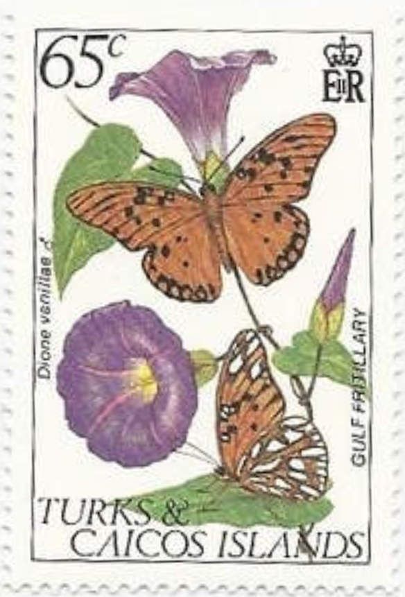 Gulf Fritillary (Dione vanillae)