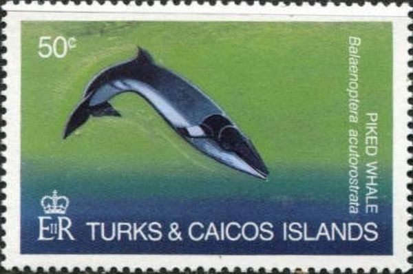 Piked Whale (Balaenoptera acutorostrata)