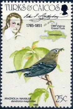 Magnolia Warbler (Dendroica magnoliae)