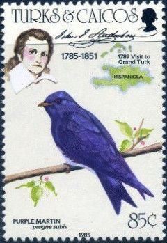Purple Martin (Progne subis)