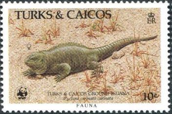 Turks and Caicos Rock Iguana (Cyclura carinata)