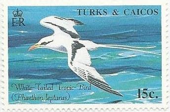 White-tailed Tropicbird (Phaeton lepturus)