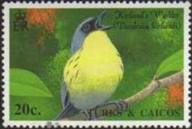Kirtland's Warbler (Dendroica kirtlandii)