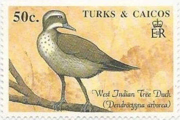 West Indian Tree Duck (Dendrocygna arborea)