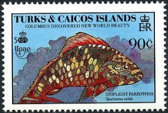 Stoplight Parrotfish (Sparisoma viride)