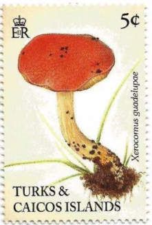 Xerocomus guadelupas