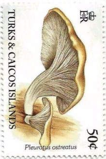 Pleurotus ostreatus
