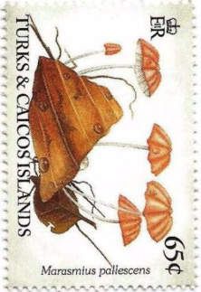 Marasmius pallescens