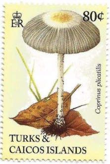 Coprinus plicatilis