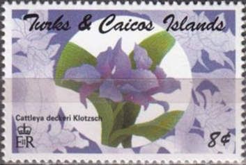 Cattleya deckeri