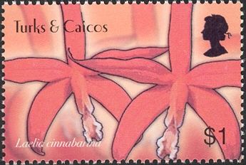 Laelia cinnabanna