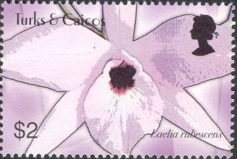 Laelia rubescens