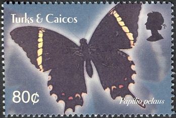 Prickly Ash Swallowtail (Papilio pelaus)