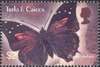 Prickly Ash Swallowtail (Papilio pelaus)