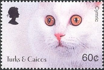 Cymric (Felis silvestris catus)