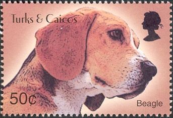Beagle (Canis lupus familiaris)