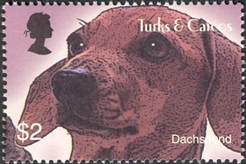 Dachshund (Canis lupus familiaris)