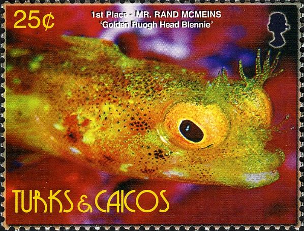 Golden Roughhead Blenny (Acanthemblemaria aspera)