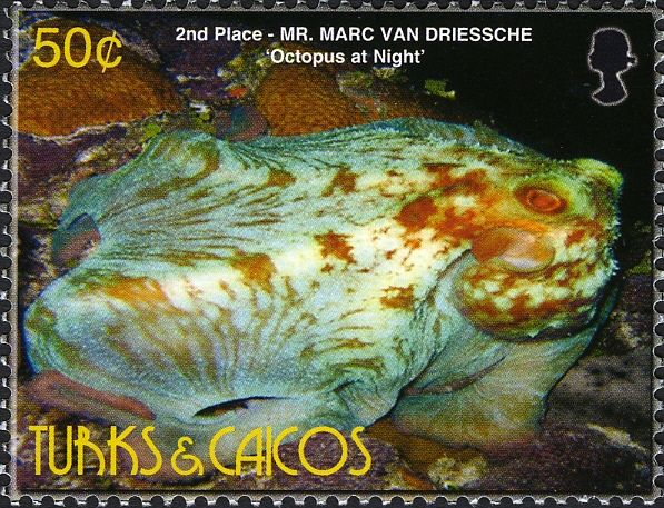 Octopus (Octopus sp.) at Night