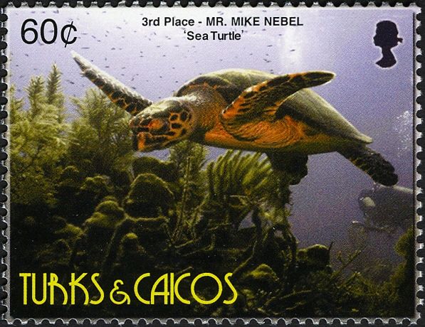Loggerhead Turtle (Caretta caretta)