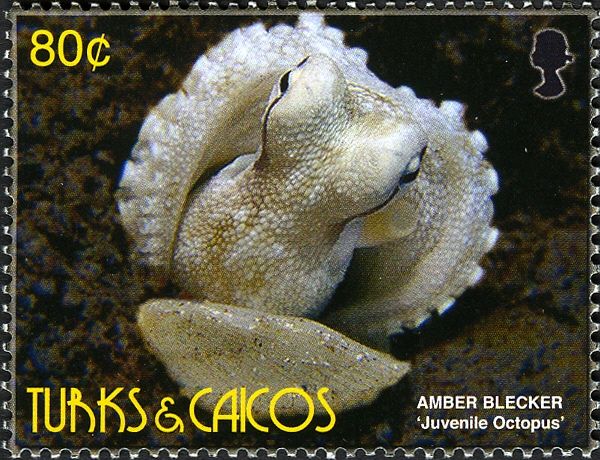 Octopus (Octopus sp.) - Juvenile