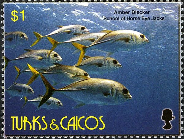Shoal of Horse-eye Jack (Caranx latus)