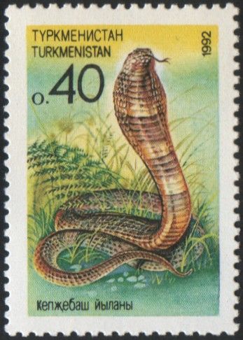 King Cobra (Ophiophagus hannah)