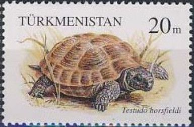 Horsfield's Tortoise (Testudo horsfieldii)
