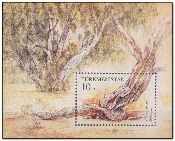 Saxaul Tree (Haloxylon ammodendron)