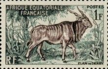 Giant Eland (Taurotragus derbianus)