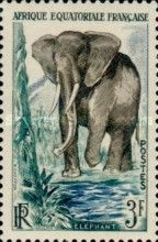 African Forest Elephant (Loxodonta cyclotis)